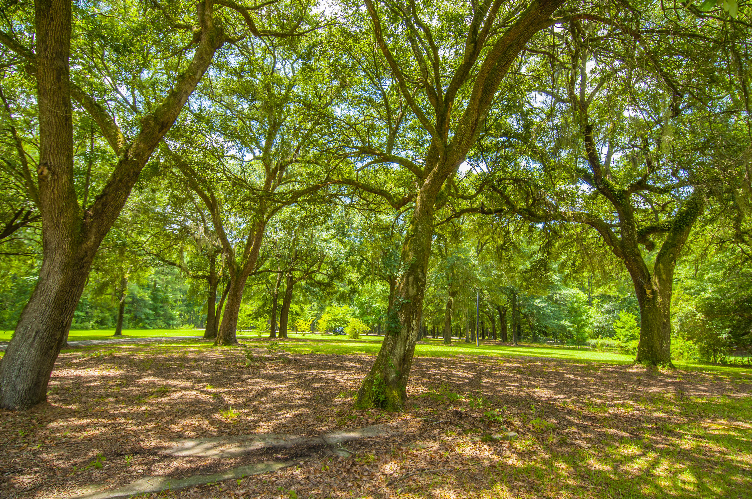 5626 Salters Hill Road Ravenel, SC 29470 - Photo 40 of 51 Front Yard