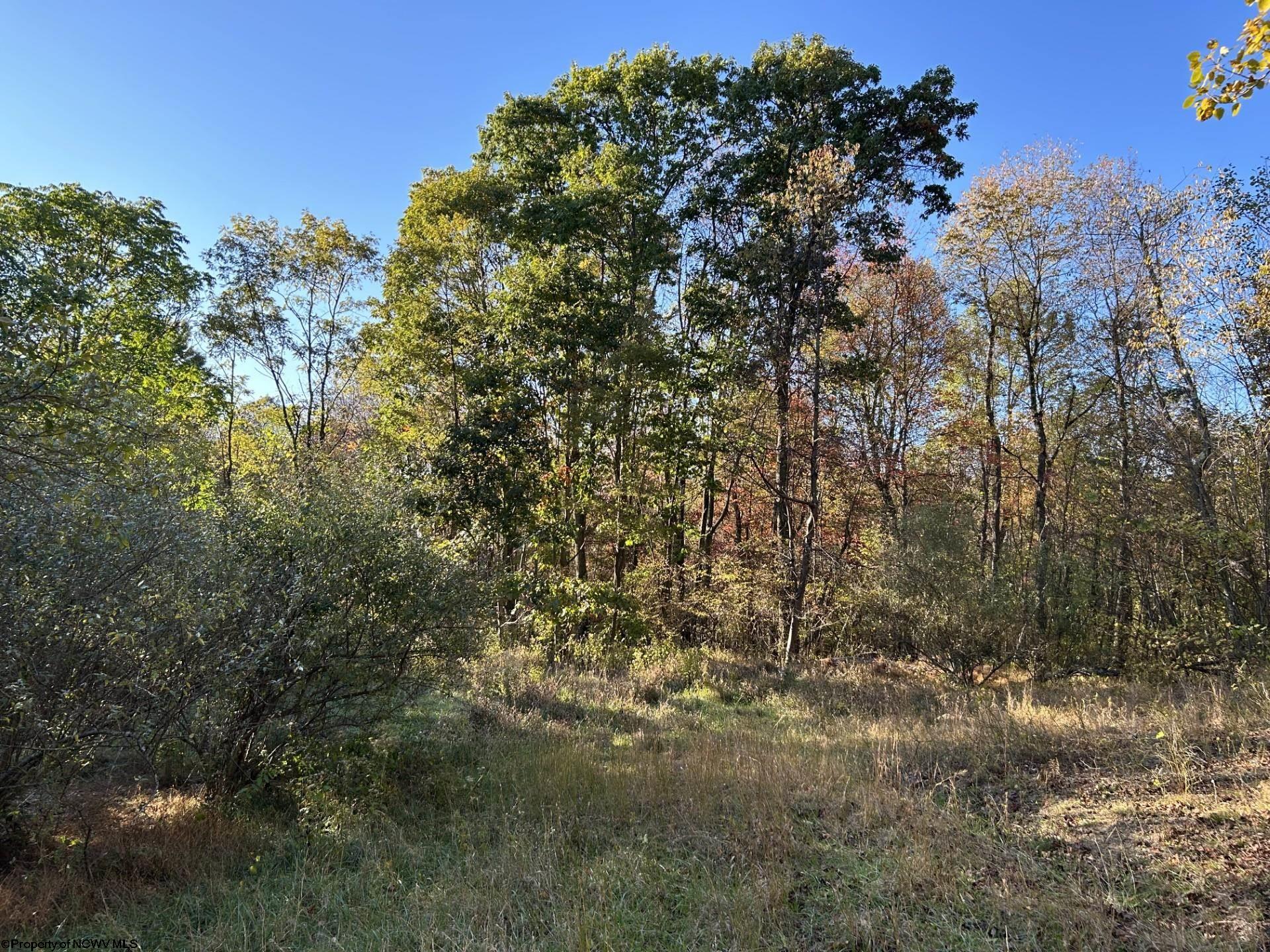 Tbd Crane School Road Albright, WV 26519 - Photo 6 of 11 Gallery Image 6