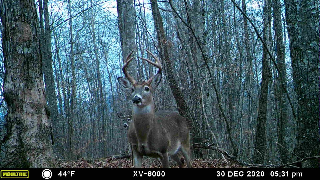 575 Vestal Cochran Road Topton, NC 28781 - Photo 45 of 53