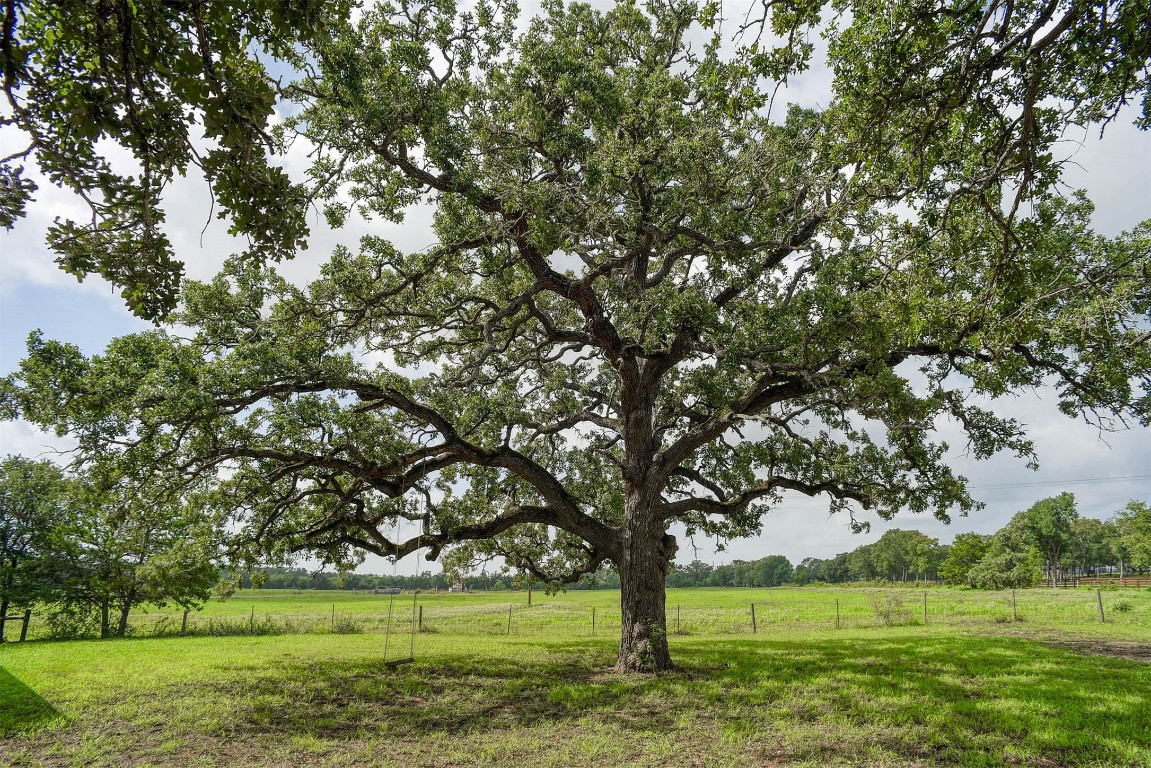 141 Grassyville Road Paige, TX 78659 - Photo 20 of 30 a view of a trees in a park