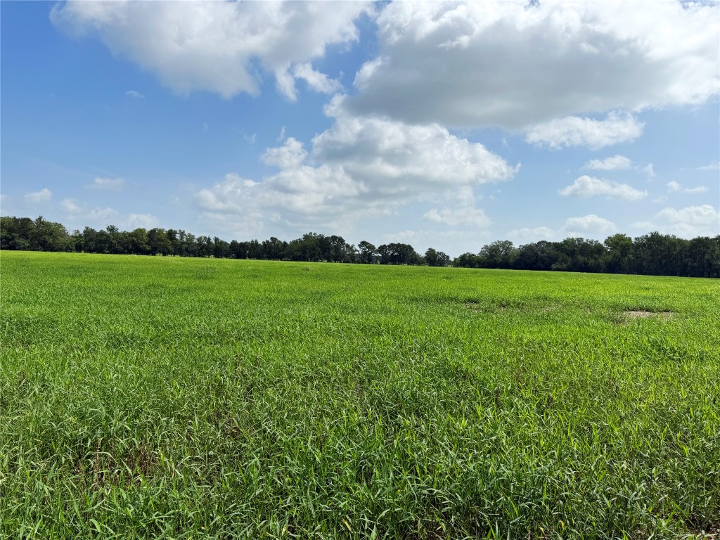141 Grassyville Road Paige, TX 78659 - Photo 30 of 30 a view of a big yard with plants and large trees
