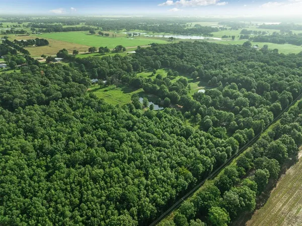 a view of a lush green forest with lots of trees