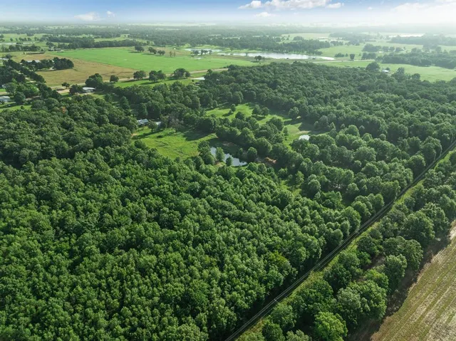 a view of a lush green forest with lots of trees