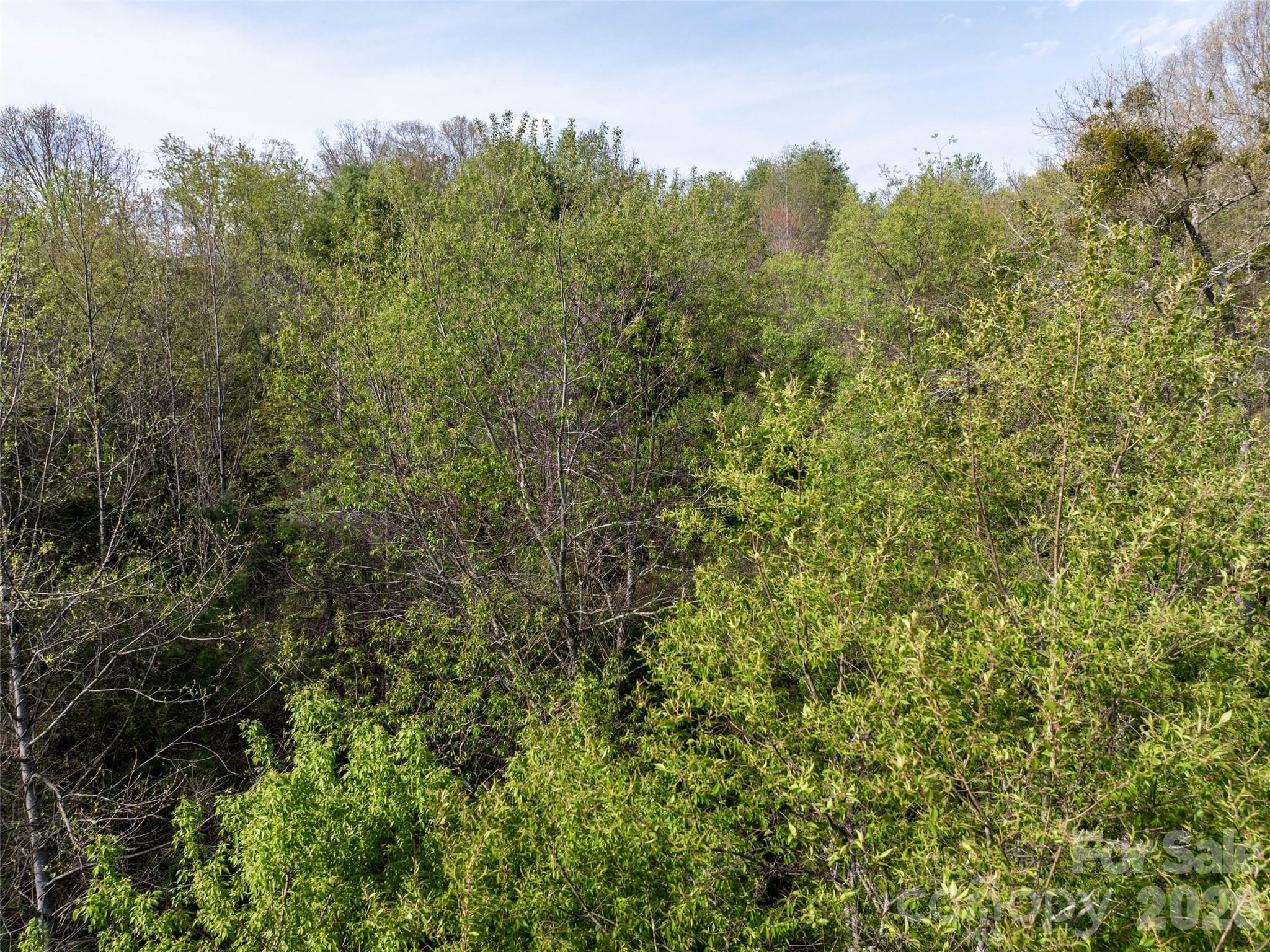 0 Sunnybrook Trail, Unit 40 Clyde, NC 28721 - Photo 6 of 11 a view of a large yard with lots of bushes