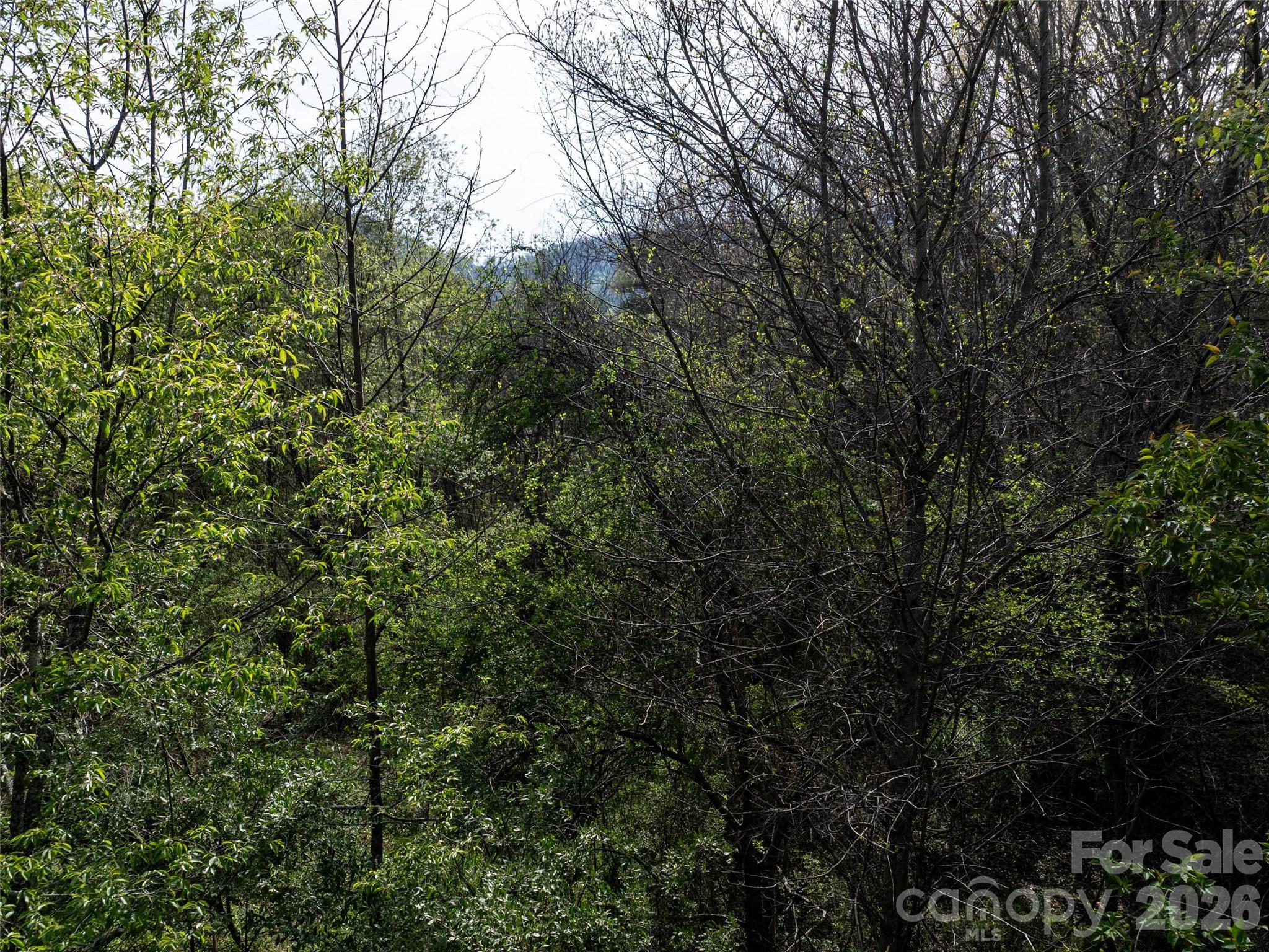 0 Sunnybrook Trail, Unit 40 Clyde, NC 28721 - Photo 8 of 11 a view of a forest with lush green forest