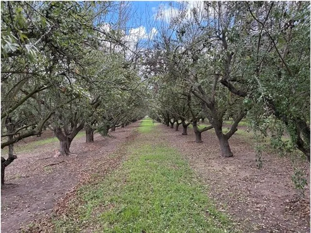 a view of a forest with trees in the back