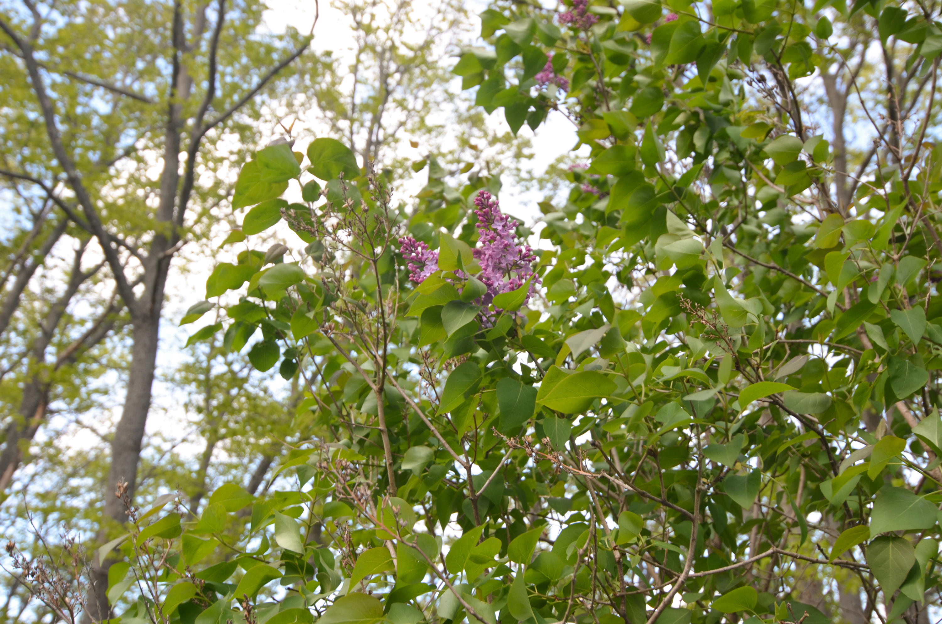 1243 Sawyer Road Cape Elizabeth, ME 04107 - Photo 49 of 50 Lilac tree