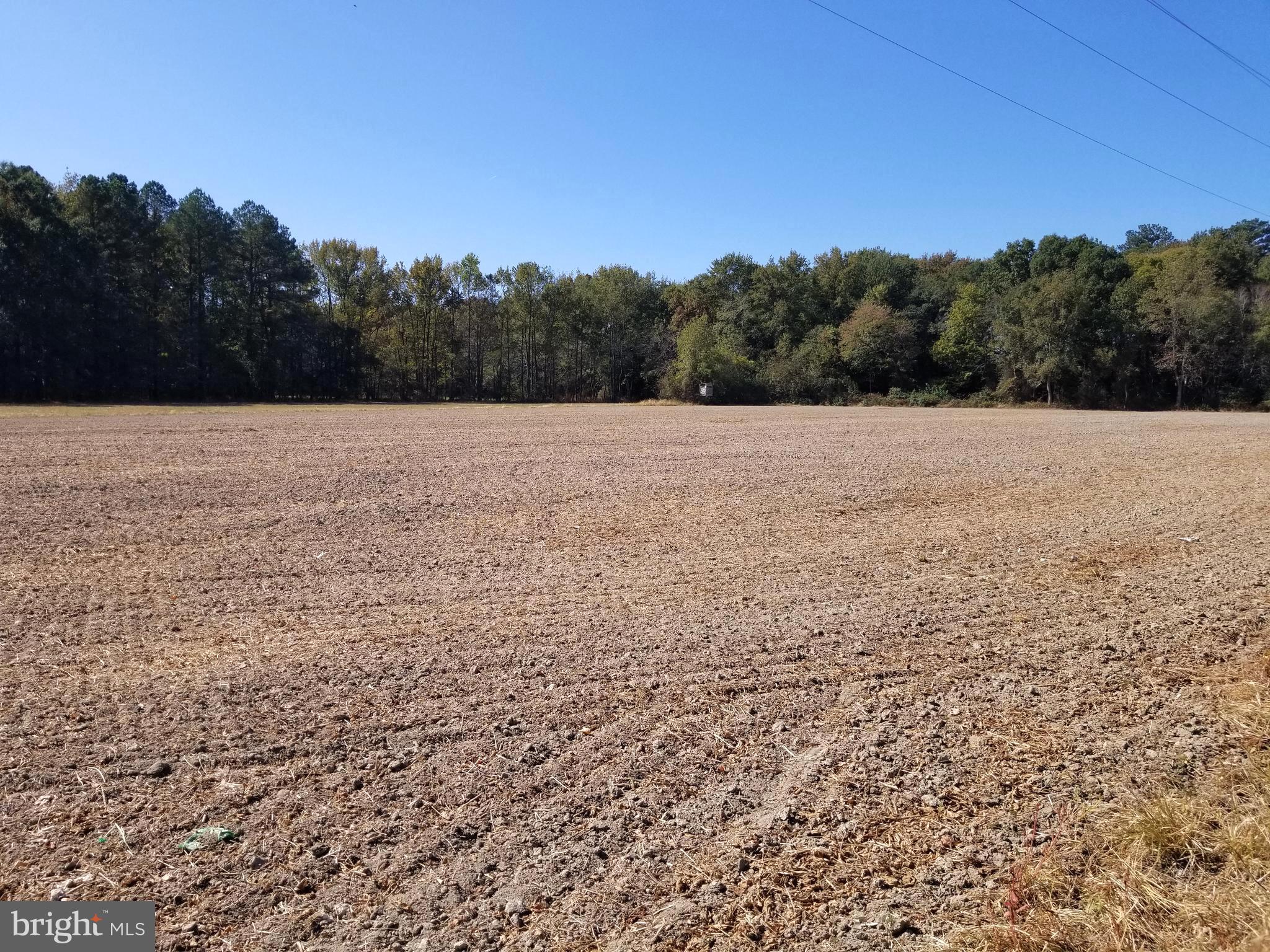 Messick Road East New Market, MD 21631 - Photo 1 of 8 Tillable Land , Woods In Rear