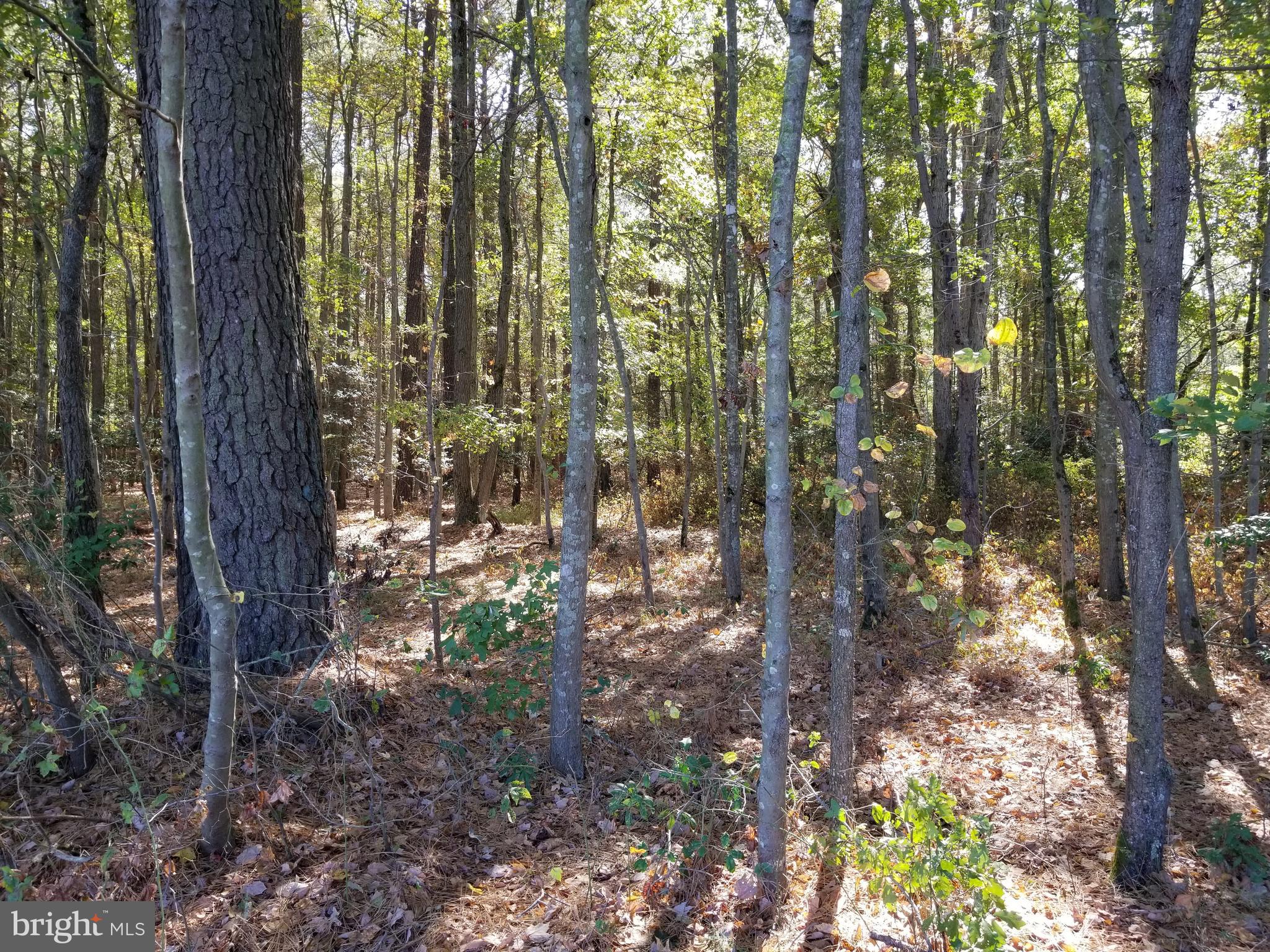 Messick Road East New Market, MD 21631 - Photo 3 of 8 Woods