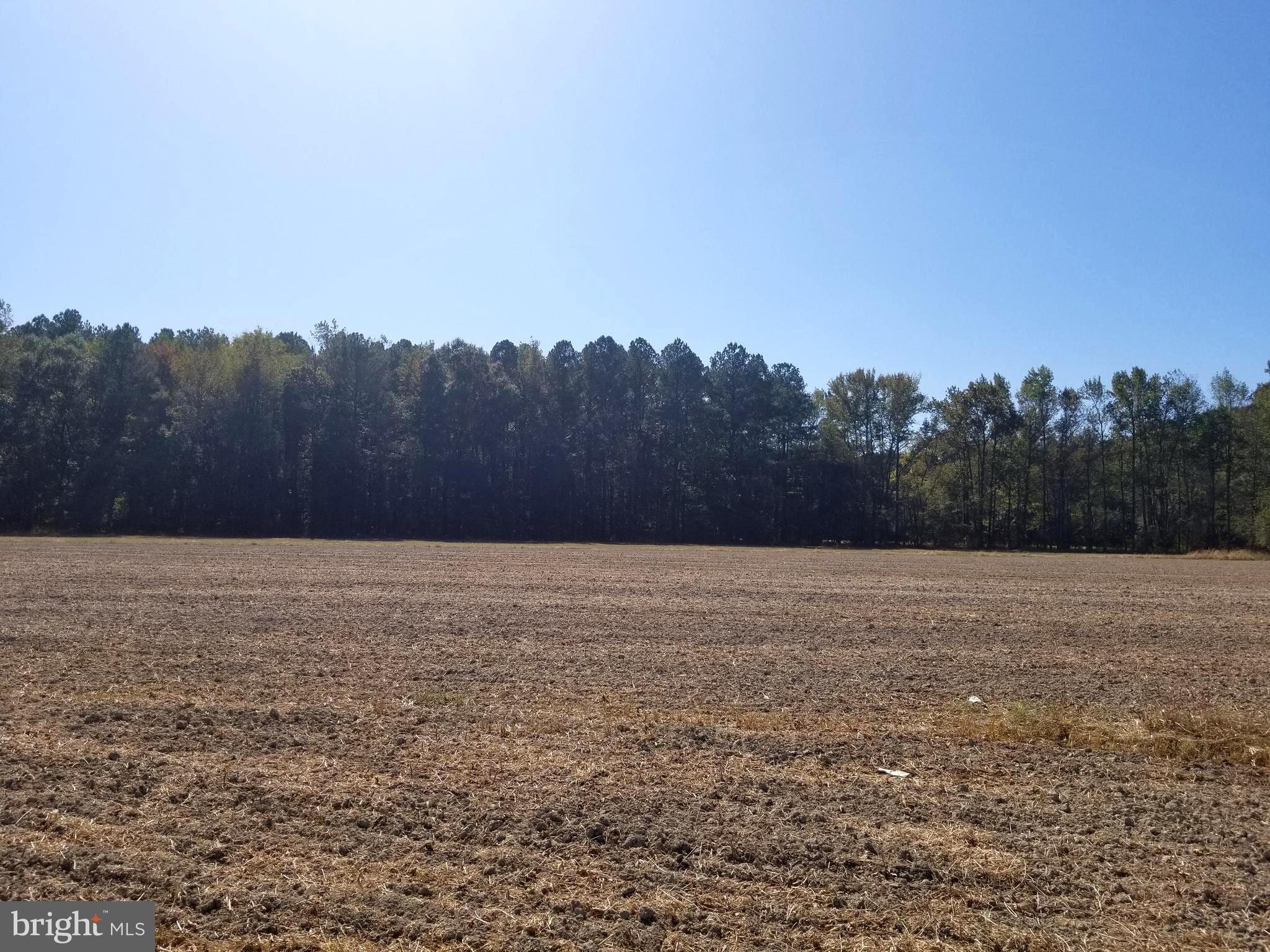 Messick Road East New Market, MD 21631 - Photo 5 of 8 Tillable Land