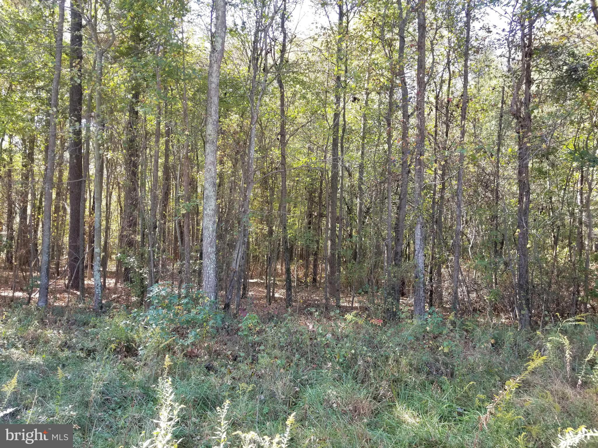 Messick Road East New Market, MD 21631 - Photo 7 of 8 Woods