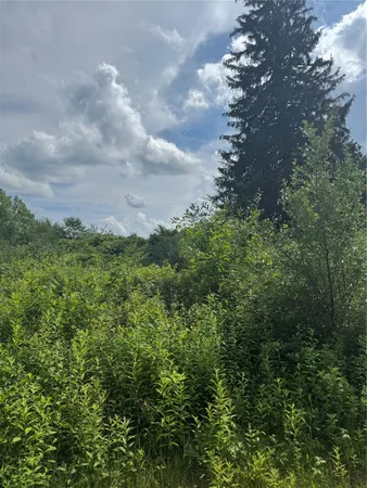 view of a bunch of trees