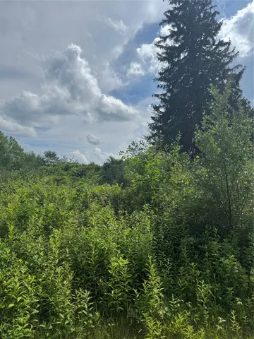 view of a bunch of trees