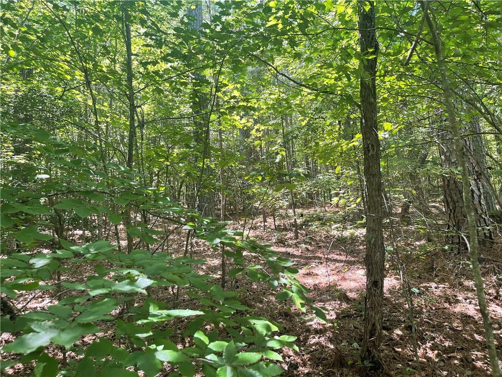 0 Salem Church Road Jasper, GA 30143 - Photo 7 of 12 a view of a tree