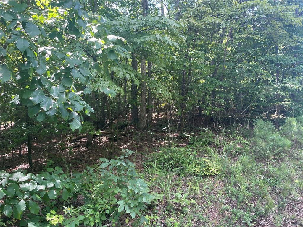 0 Salem Church Road Jasper, GA 30143 - Photo 10 of 12 a view of a forest with a tree