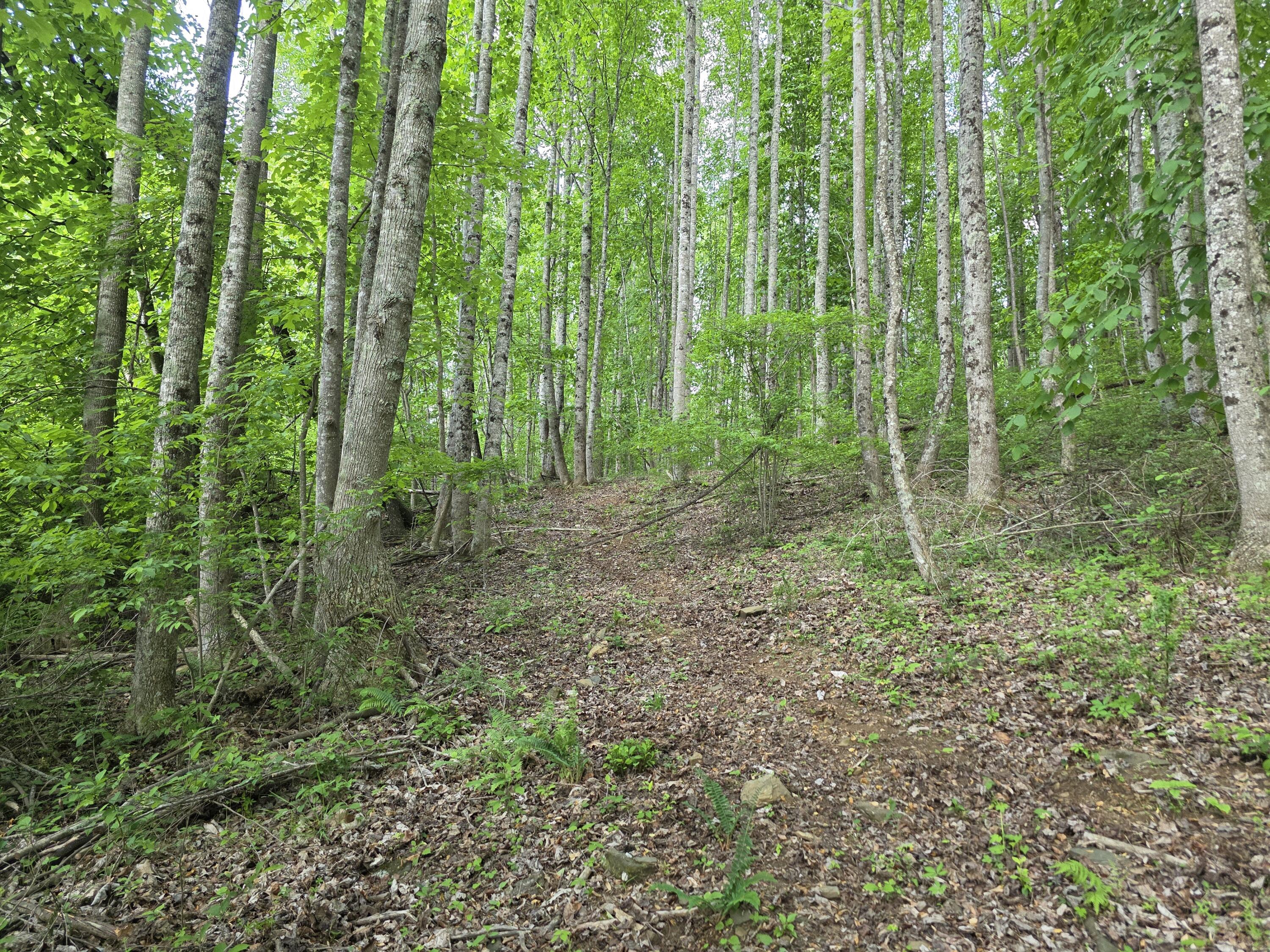 Tbd Bent Nail Road Hillsville, VA 24343 - Photo 1 of 16 a view of outdoor space and green space