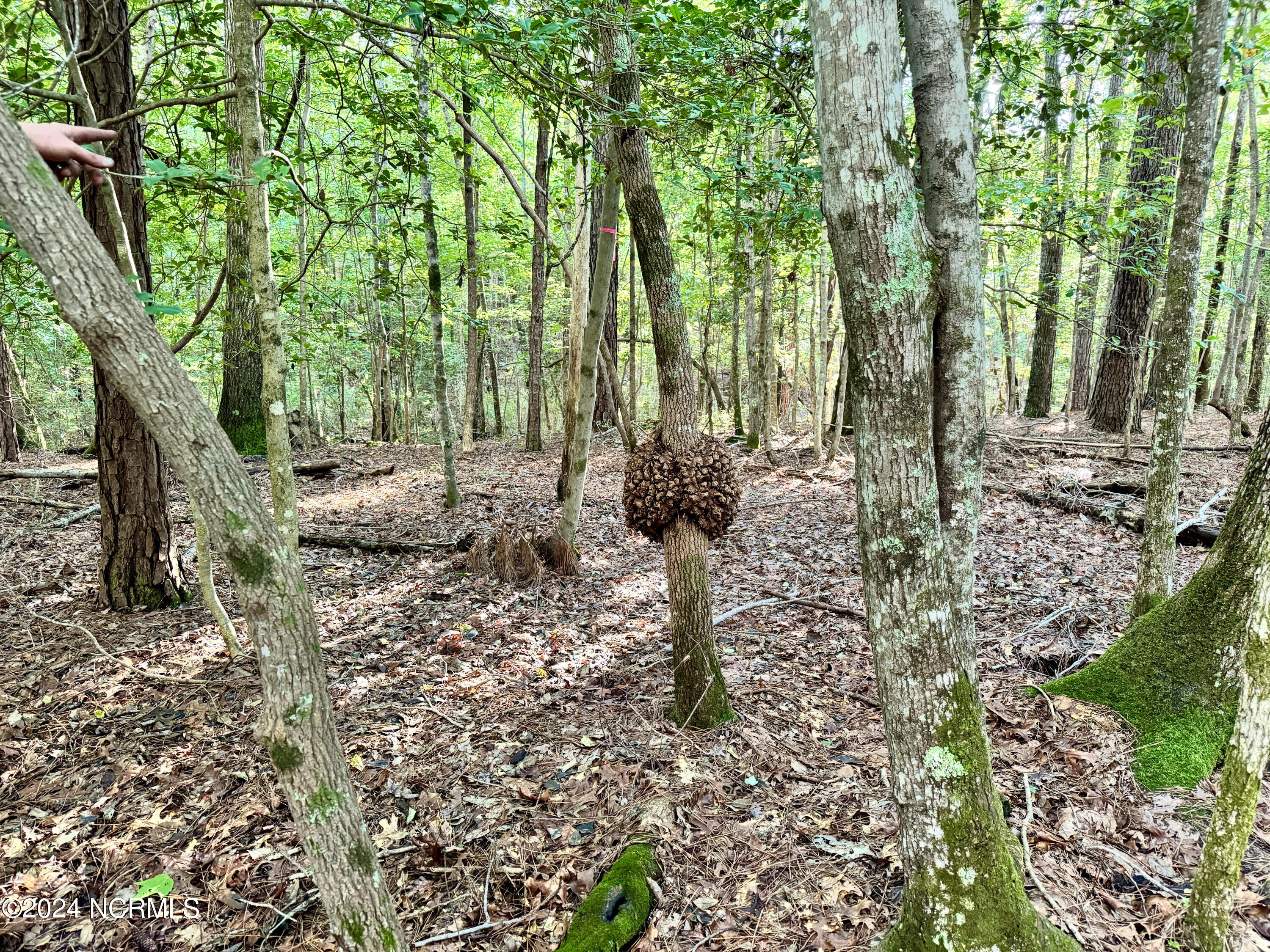 81 Beans Bend Chocowinity, NC 27817 - Photo 8 of 25 proposed septic area
