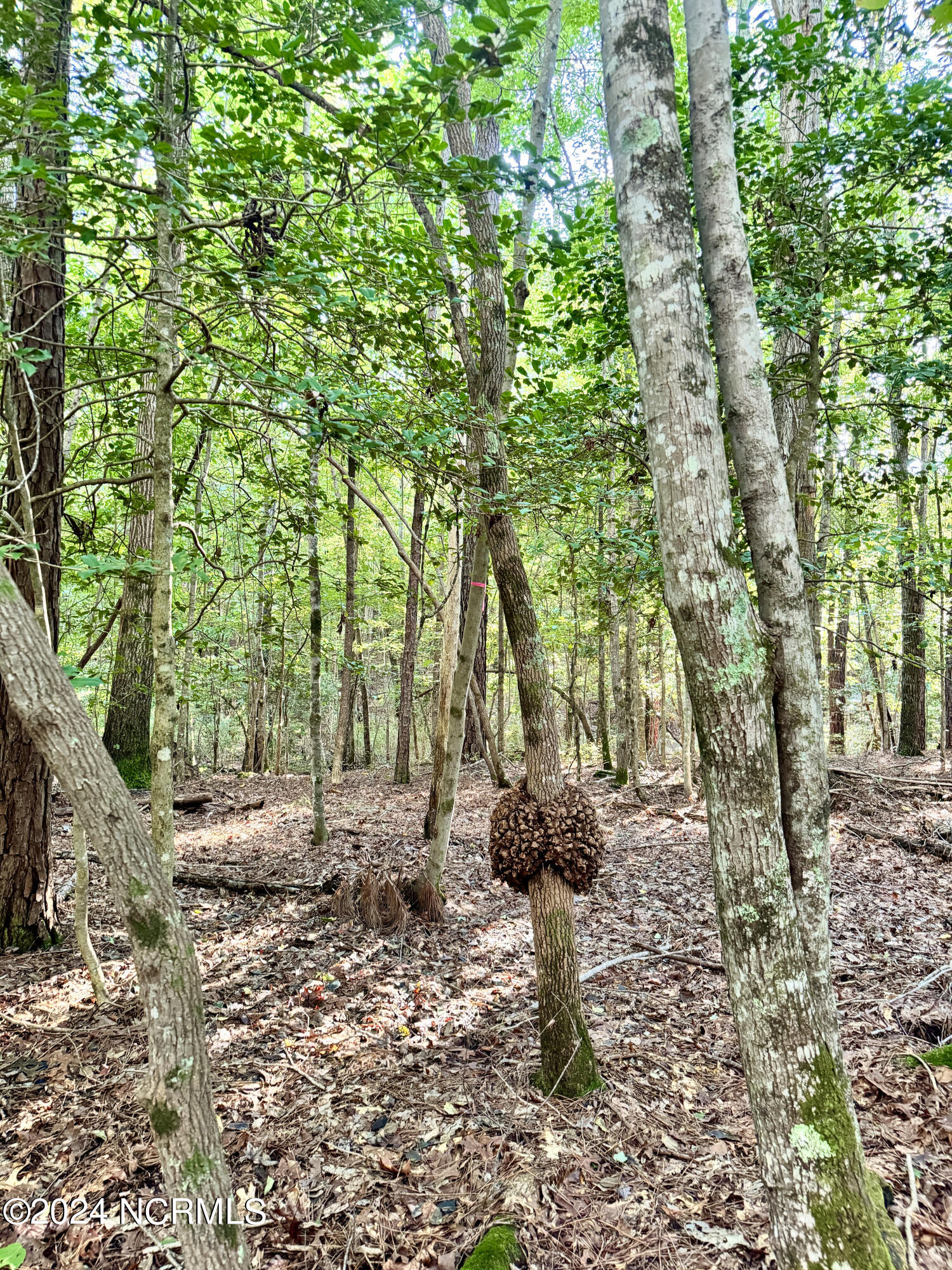 81 Beans Bend Chocowinity, NC 27817 - Photo 9 of 25 proposed septic area