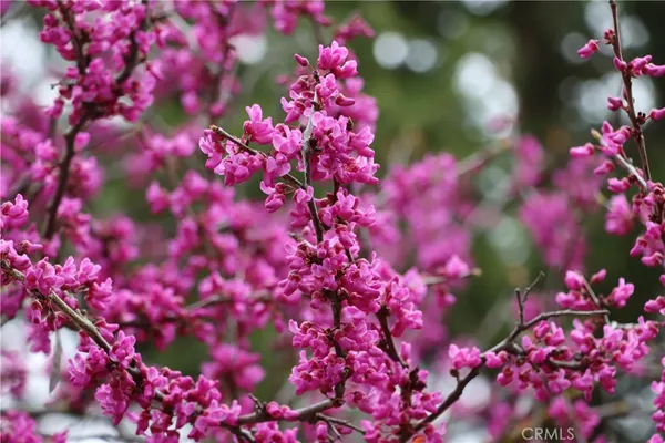 a view of a flower