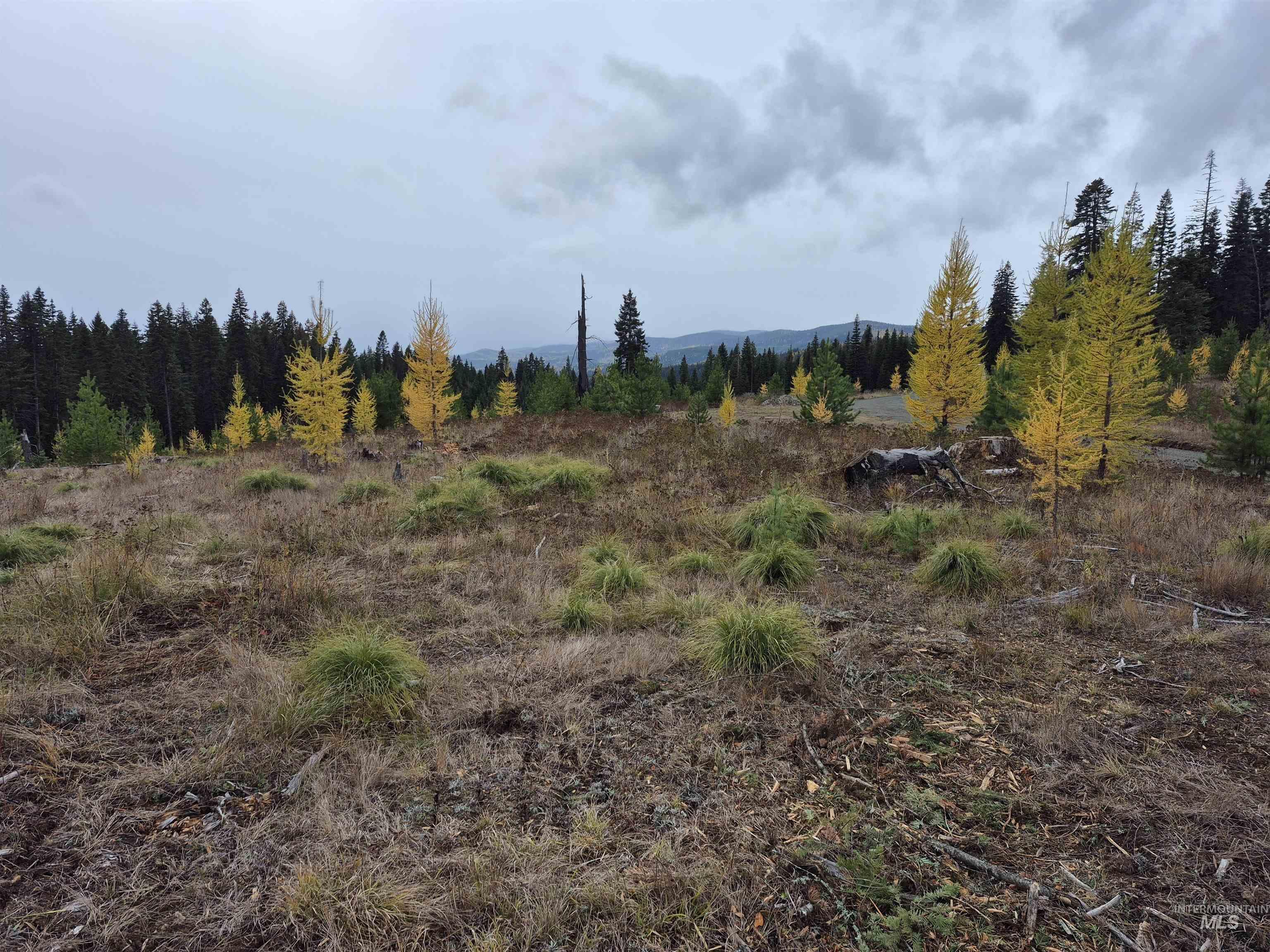 2 & 3 Elk City, ID 83525 - Photo 22 of 27 View of undeveloped land with rural landscape