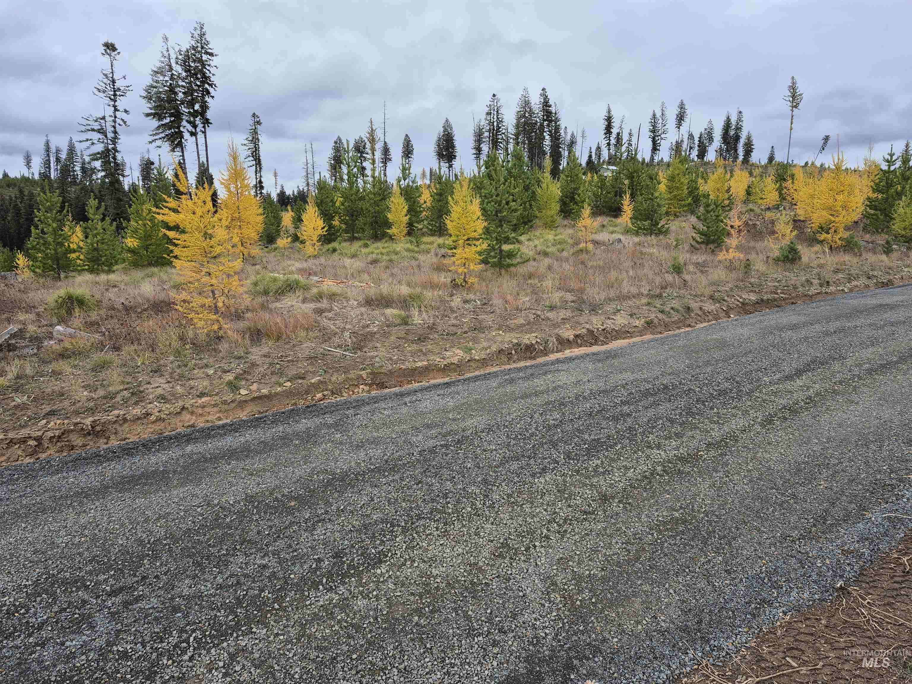 2 & 3 Elk City, ID 83525 - Photo 4 of 27 View of asphalt road