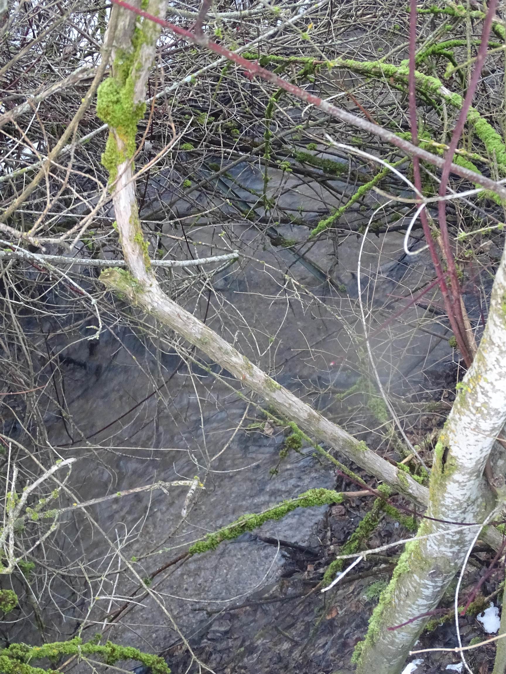 17208 East Blanchard Road Elk, WA 99009 - Photo 8 of 8