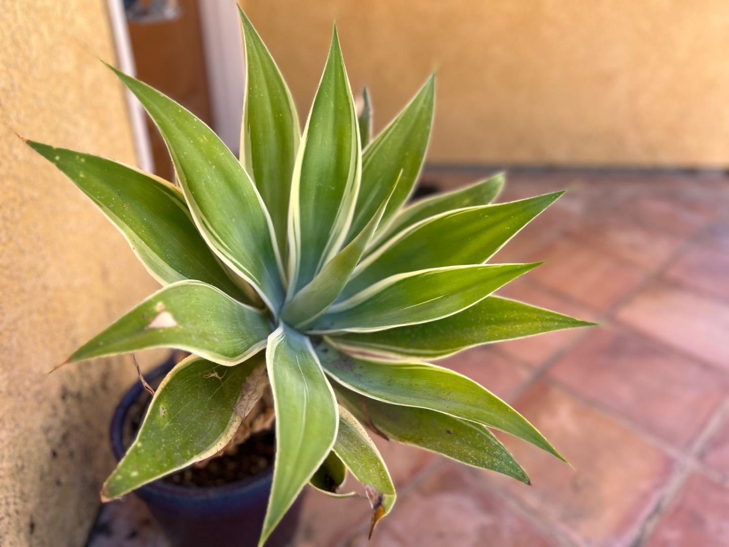 14004 Clayton Road San Jose, CA 95127 - Photo 14 of 43 a view of a tennis court