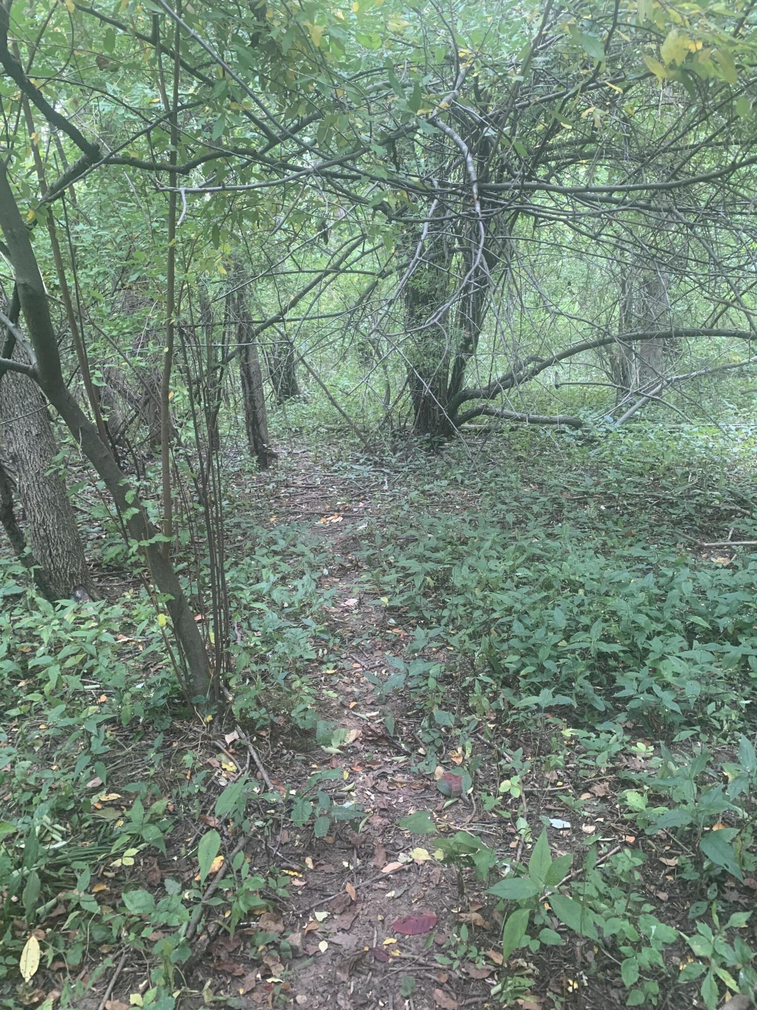 V/l Springhill Drive Allegan, MI 49010 - Photo 8 of 12 IMG_9868