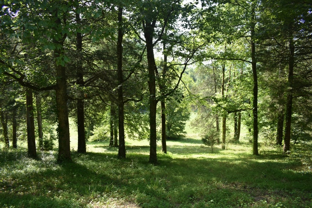 19 Kemp Hollow Road Pleasant Shade, TN 37145 - Photo 7 of 8 a view of outdoor space with trees all around