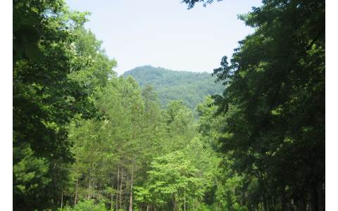 1 Forest Service Road Blairsville, GA 30512 - Photo 1 of 1 Main View
