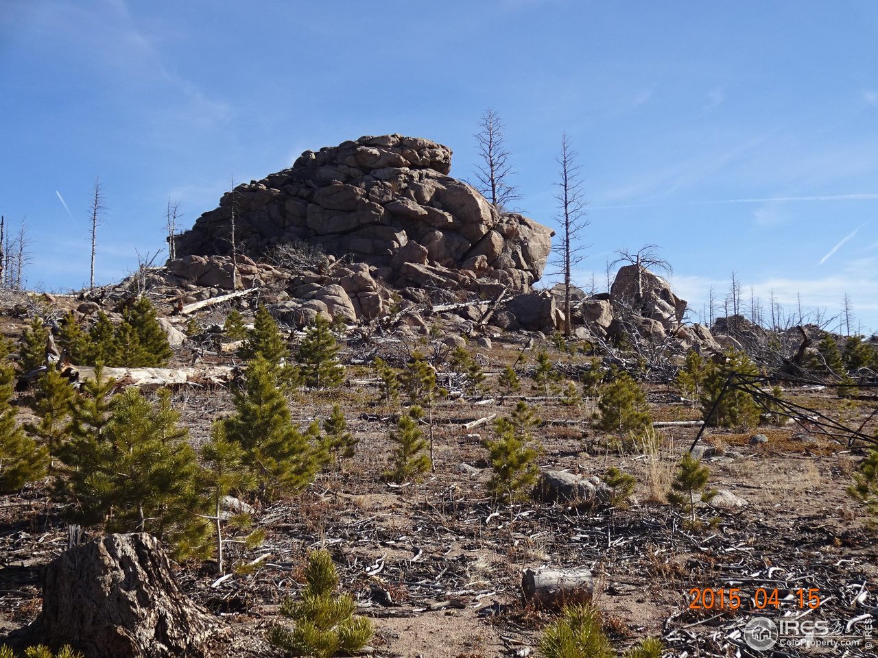 2315 Ridge Road Nederland, CO 80466 - Photo 14 of 28 a view of a large tree in a yard