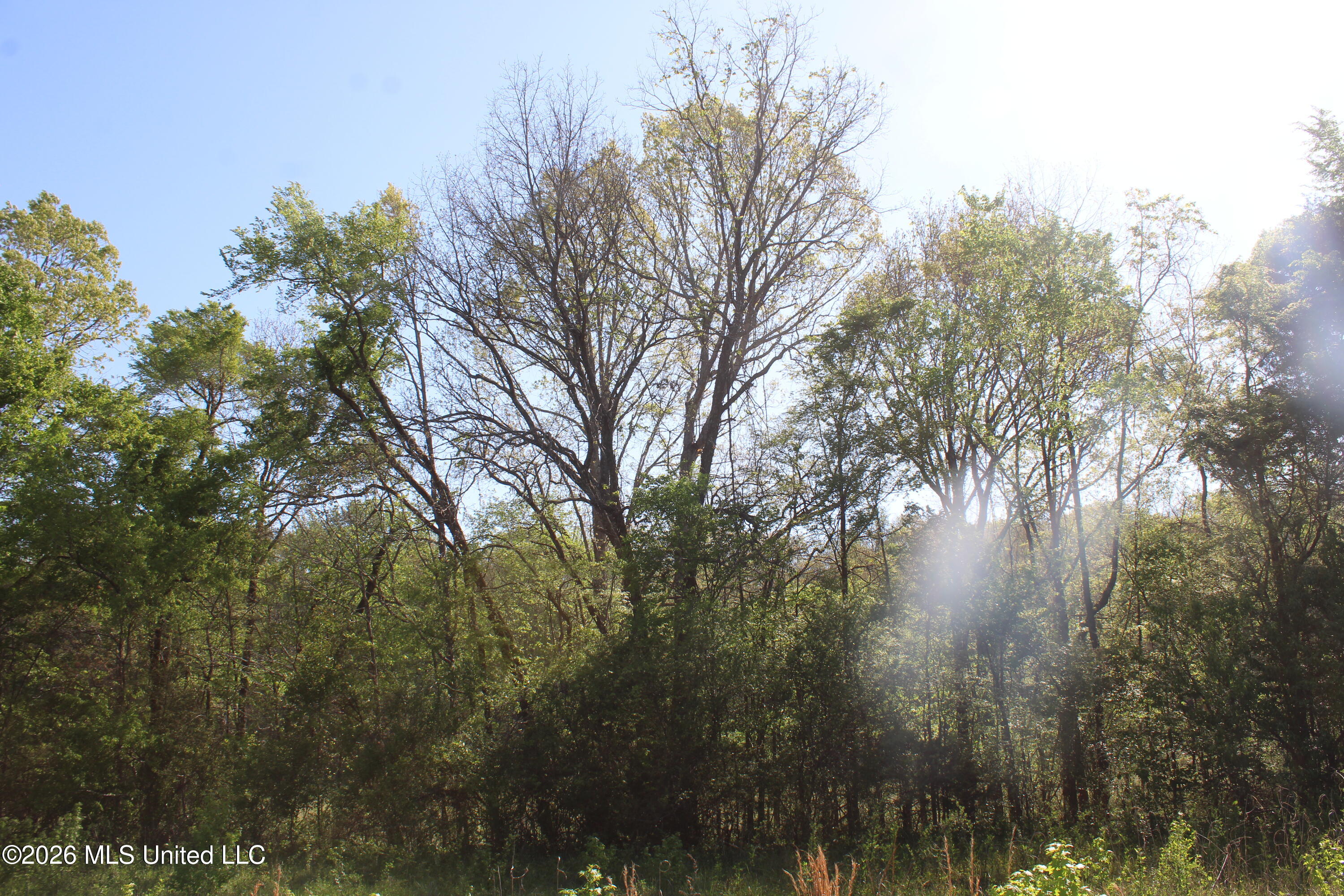 2502 South Slayden Road Lamar, MS 38642 - Photo 9 of 16 IMG_7677