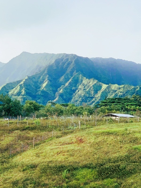 6596 Poo Road, Unit 5 Kapaa, HI 96746 - Photo 10 of 19 a view of a grassy area with mountains and a houses
