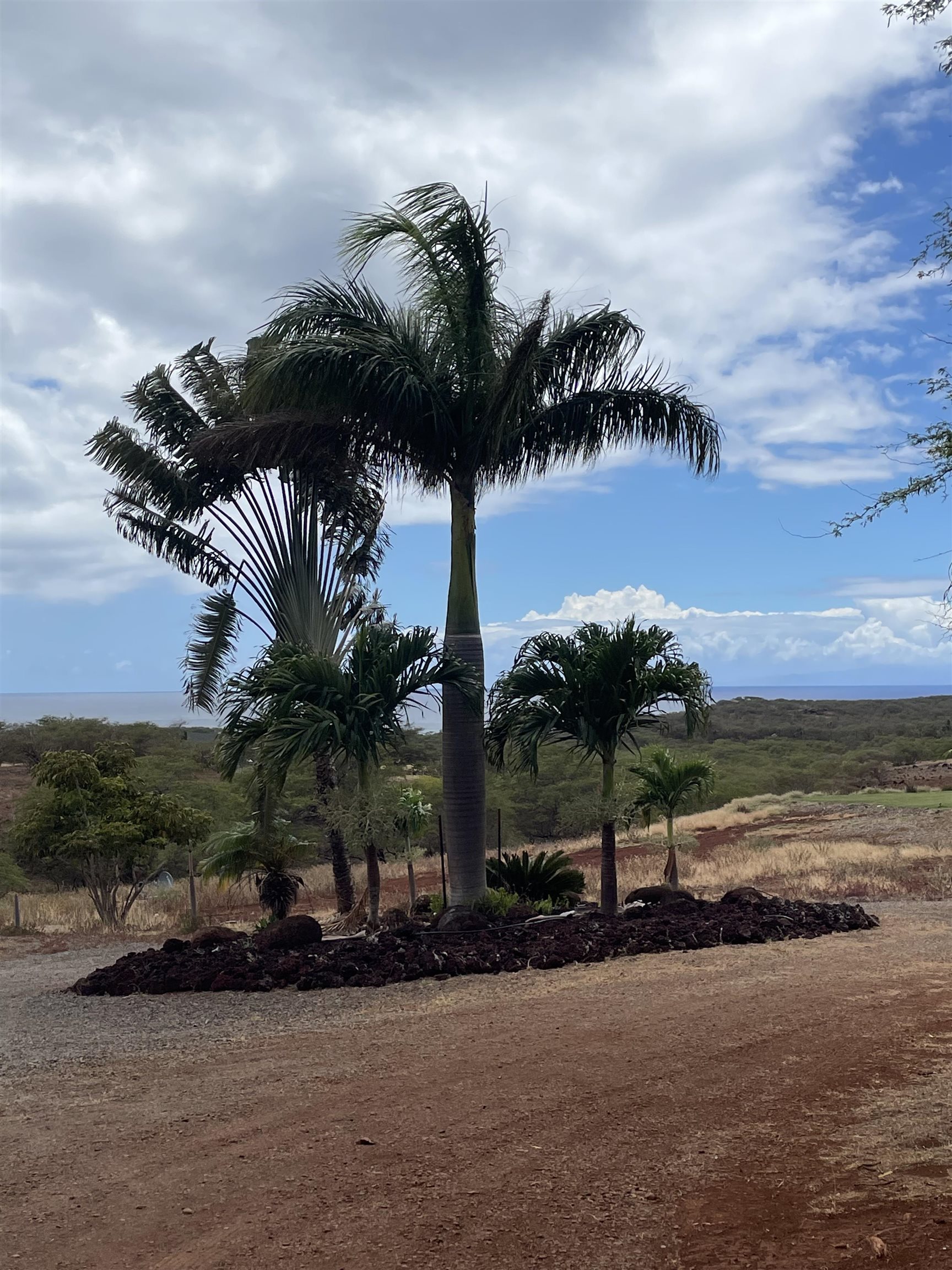206 Awawa Road Maunaloa, HI 96770 - Photo 25 of 28 a view of a palm tree next to a yard with ocean view