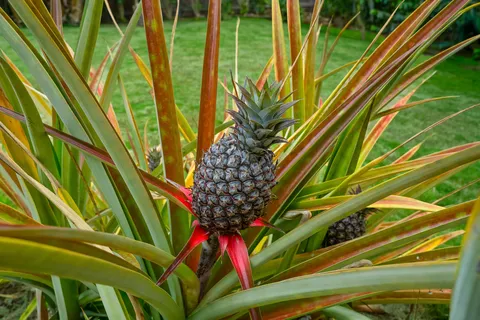 $1,075,000 | 2908 Waa Road, Lihue, HI 96766