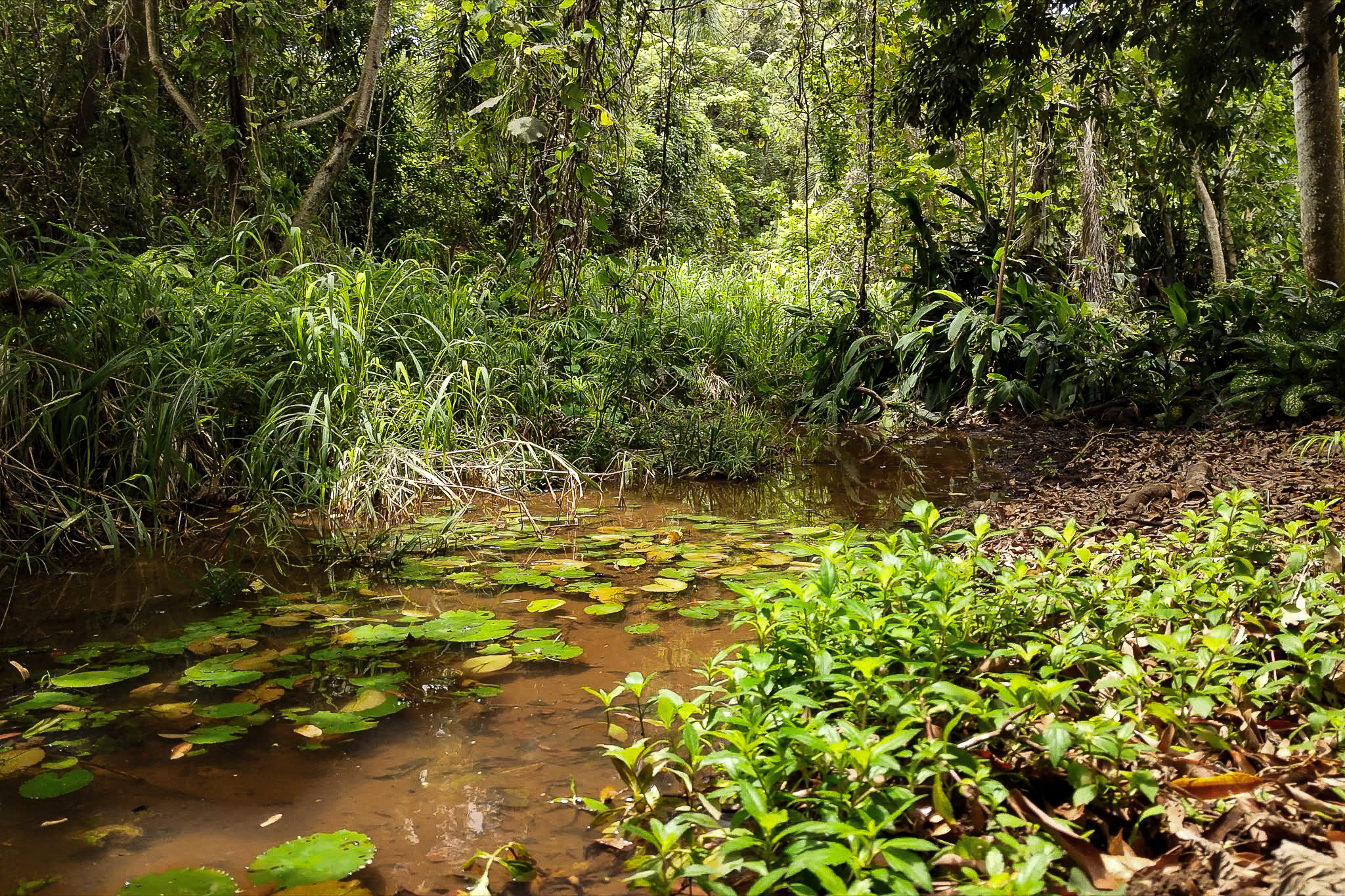 2908 Waa Road Lihue, HI 96766 - Photo 26 of 30
