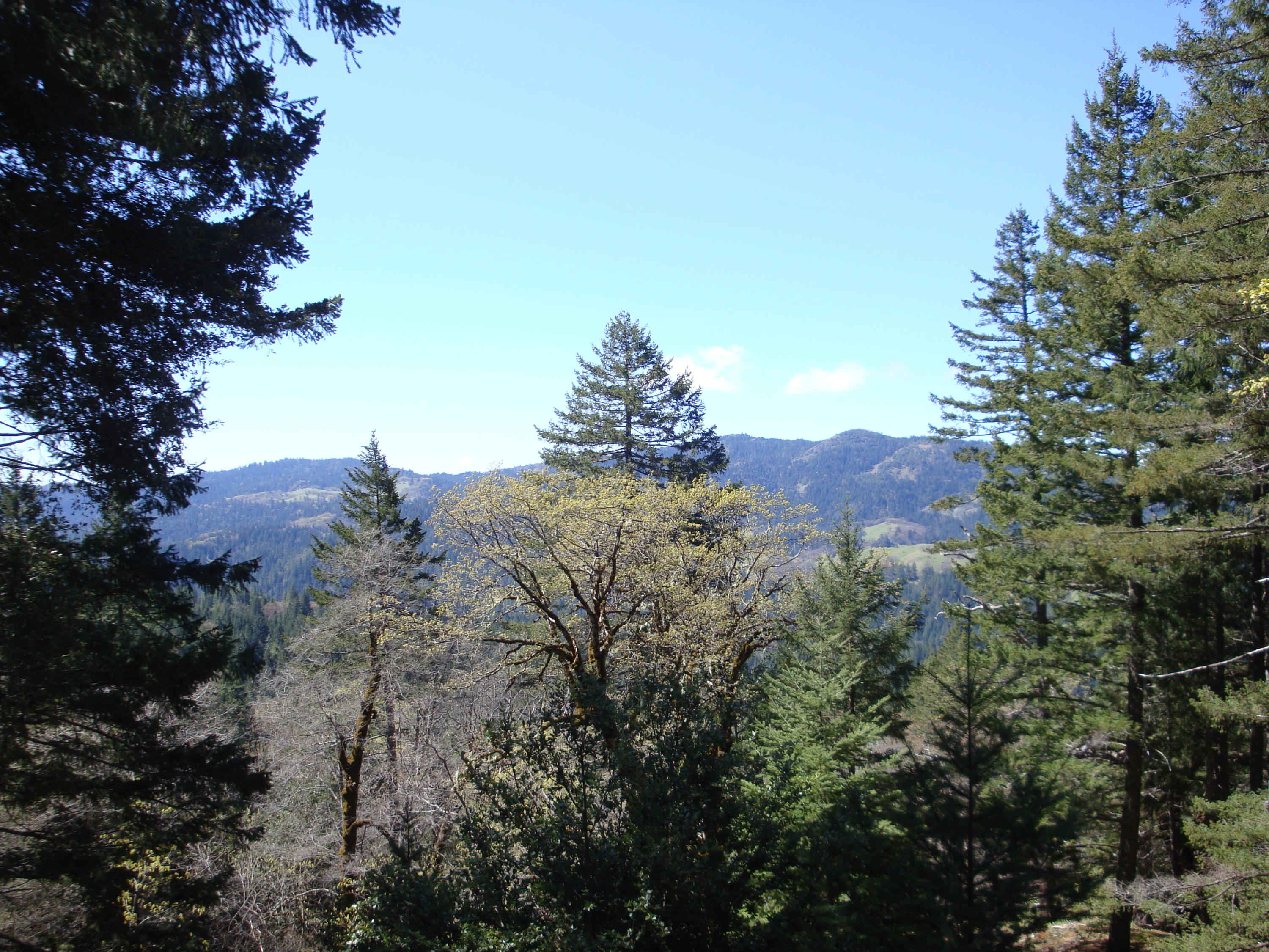 0 Buck Mountain Road Bridgeville, CA 95526 - Photo 26 of 33