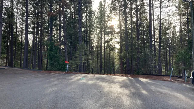a view of backyard with trees