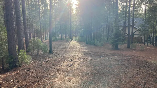 a view of a yard with trees in the background