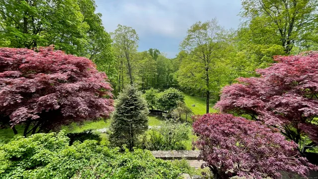 a view of a garden with plants