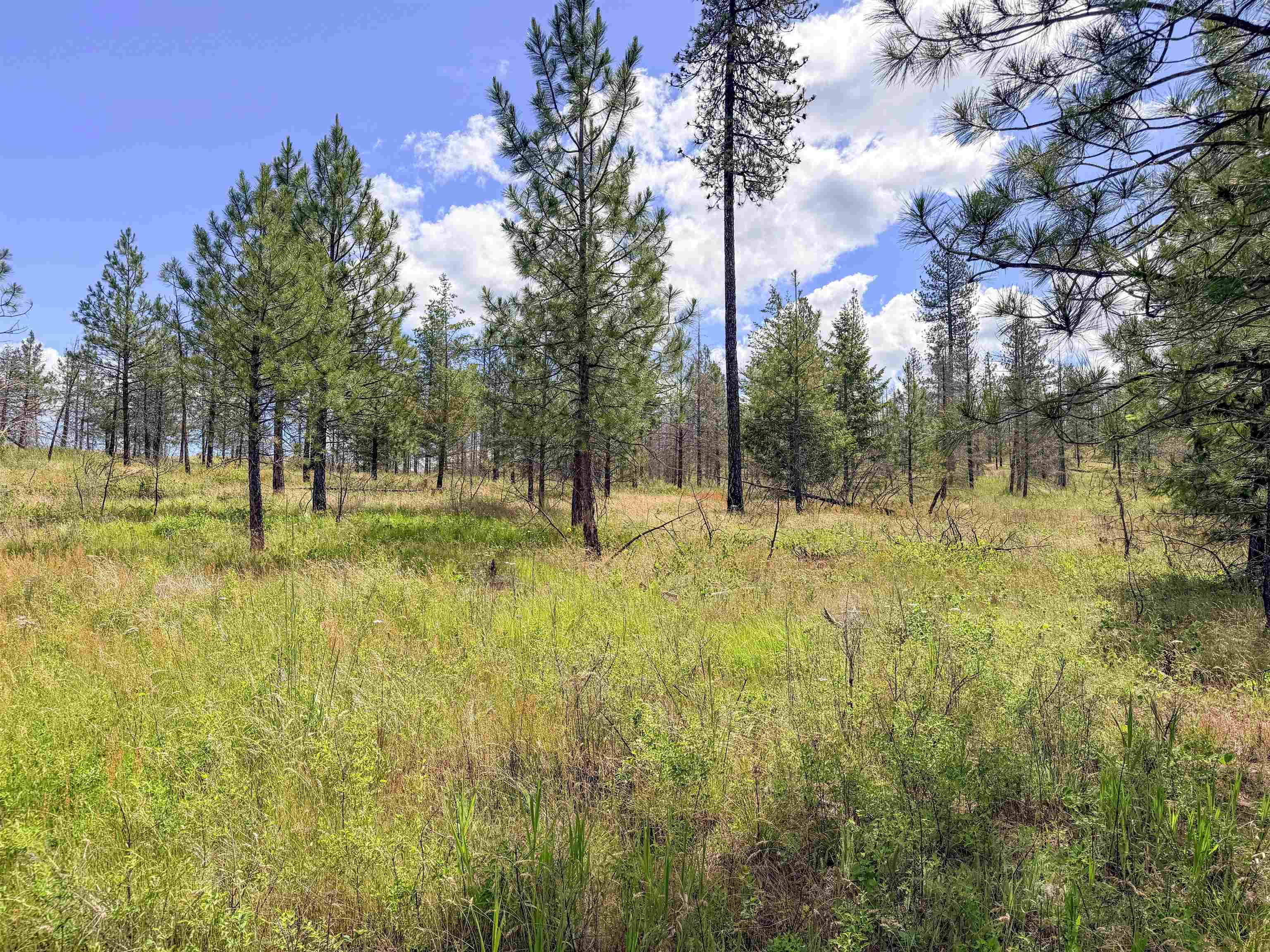 357-xx North Conklin Road Elk, WA 99009 - Photo 21 of 40 Gallery Image 21