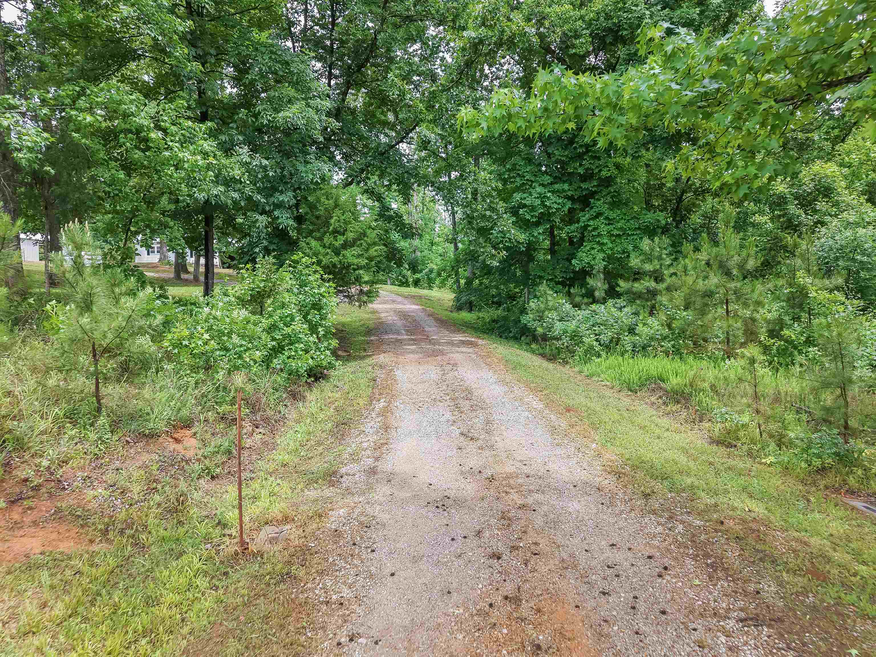 6264 45th Highway South Ramer, TN 38367 - Photo 8 of 24 Gravel driveway extending through a wooded property with mature trees and natural landscaping