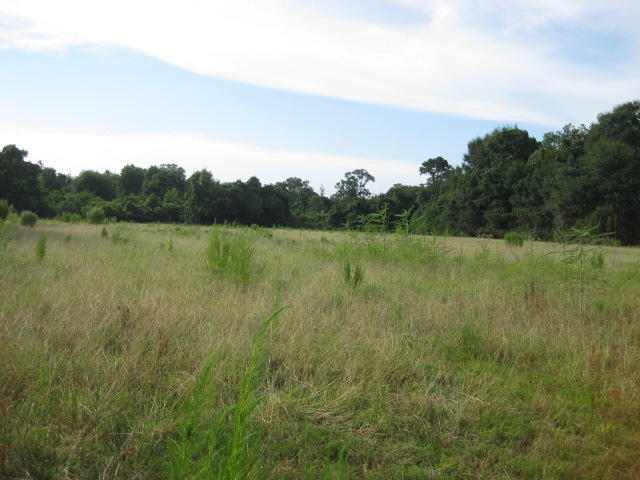 0 Walwood Road Edisto Island, SC 29438 - Photo 8 of 11 0 Walwood Rd (10)