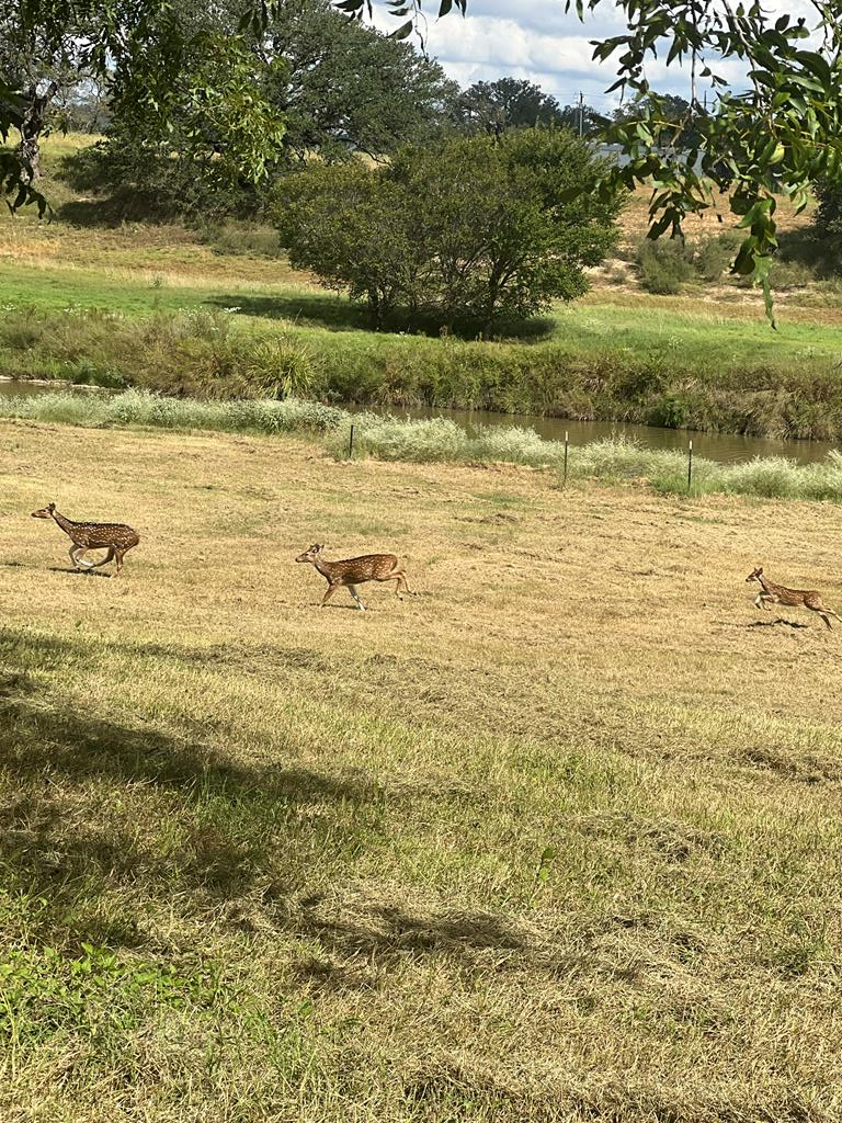385 Ranch Road 1 Stonewall, TX 78671 - Photo 12 of 20 a view of an ocean
