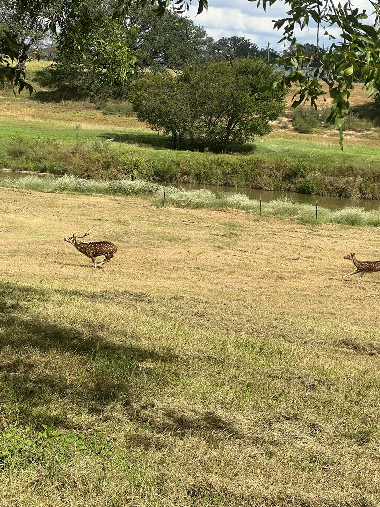 385 Ranch Road 1 Stonewall, TX 78671 - Photo 13 of 20