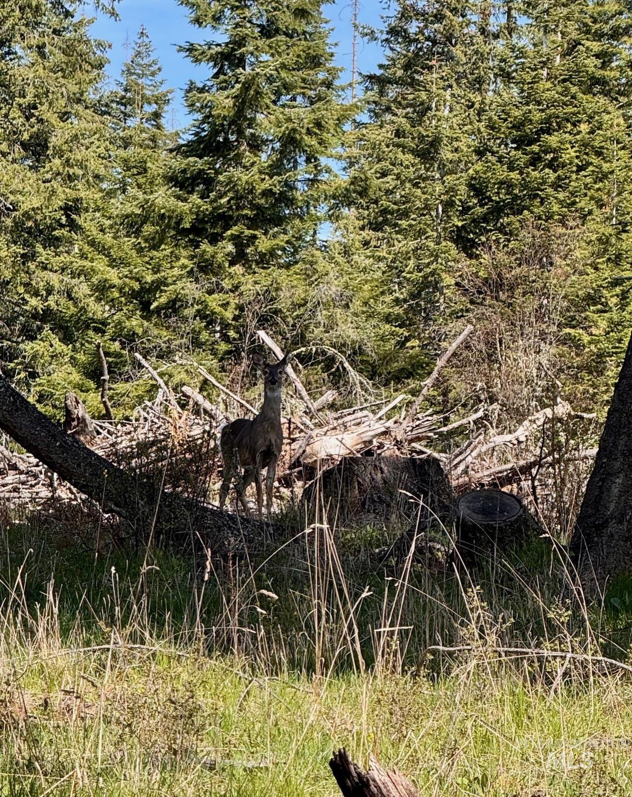 Tbd Harris Ridge Road Kooskia, ID 83539 - Photo 12 of 15