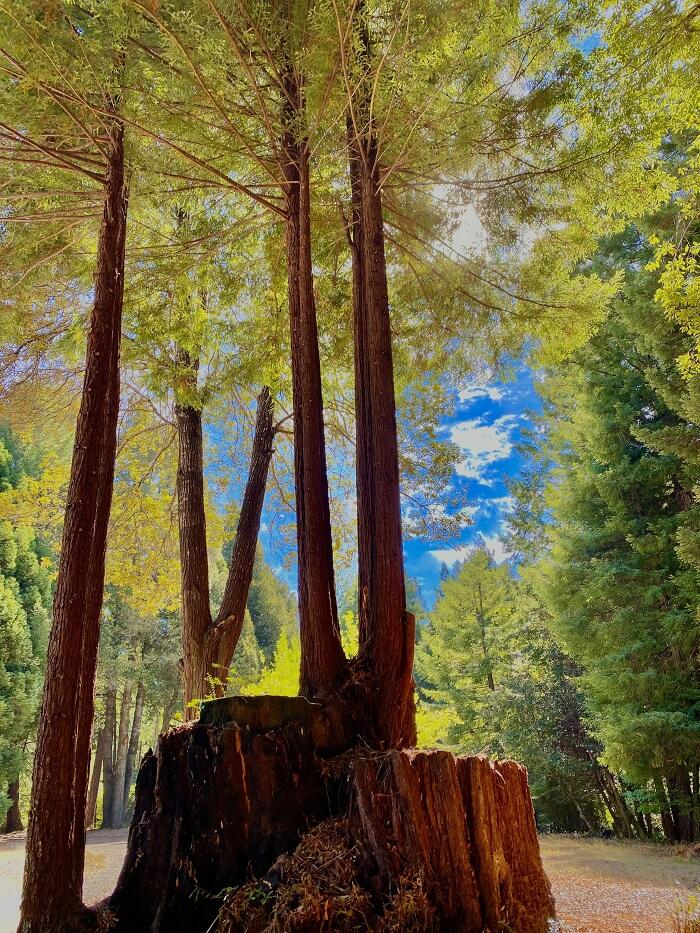 Redwood