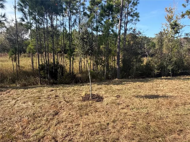 a street view with yard