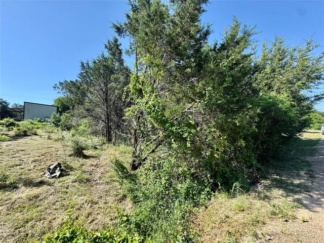 a view of a forest with a tree