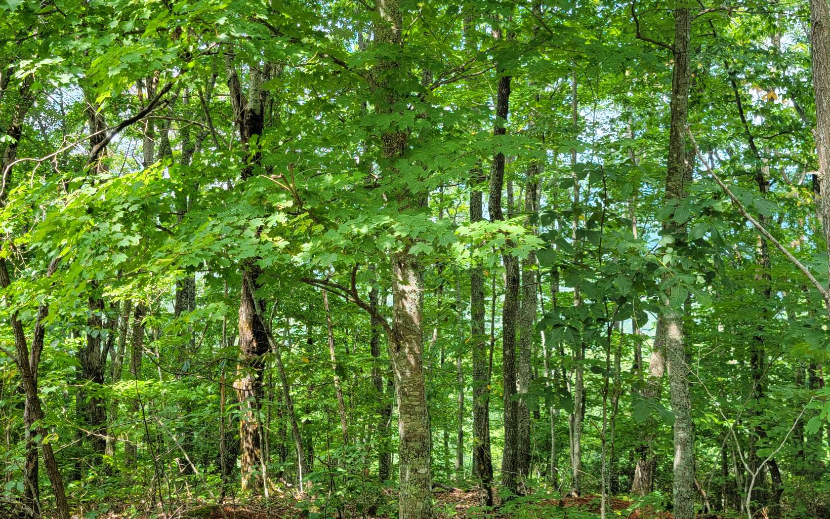 26-27 Oak Ridge Road Hayesville, NC 28904 - Photo 14 of 17 Additional View